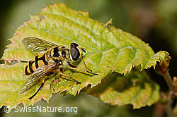 Totenkopfschwebfliege (Myathropa florea) (C355647) Totenkopfschwebfliege (Myathropa florea) (C355647)