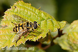 Totenkopfschwebfliege (Myathropa florea) (C355649) Totenkopfschwebfliege (Myathropa florea) (C355649)