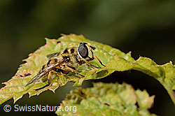 Totenkopfschwebfliege (Myathropa florea) (C355650) Totenkopfschwebfliege (Myathropa florea) (C355650)