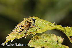 Totenkopfschwebfliege (Myathropa florea) (C355651) Totenkopfschwebfliege (Myathropa florea) (C355651)