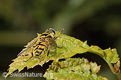 Totenkopfschwebfliege (Myathropa florea) (C355652) Totenkopfschwebfliege (Myathropa florea) (C355652)