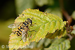 Totenkopfschwebfliege (Myathropa florea) (C355653) Totenkopfschwebfliege (Myathropa florea) (C355653)