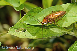 Neu in SwissNature.org: Bernstein-Waldschabe (Ectobius vittiventris)