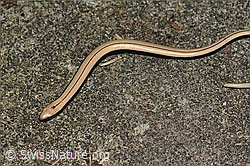 Blindschleiche (Anguis fragilis) (C355663) Blindschleiche (Anguis fragilis) (C355663)