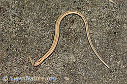 Blindschleiche (Anguis fragilis) (C355666) Blindschleiche (Anguis fragilis) (C355666)