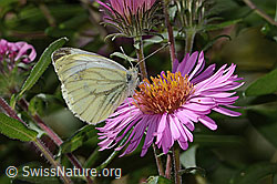 Rapsweissling (Pieris napi) auf Neuenglischer Aster (Aster novae-angliae). (C355682) Rapsweissling (Pieris napi) auf Neuenglischer Aster (Aster novae-angliae). (C355682)