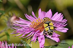 Grosse Sumpfschwebfliege (Helophilus trivittatus) auf Neuenglischer Aster (Aster novae-angliae) (C355696) Grosse Sumpfschwebfliege (Helophilus trivittatus) auf Neuenglischer Aster (Aster novae-angliae) (C355696)