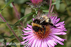 Dunkle Erdhummel (Bombus terrestris) auf Neuenglischer Aster (Aster novae-angliae) (C355706)