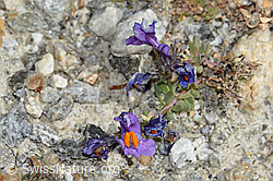 Linaria alpina (C355957)