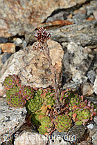 Berg-Hauswurz (Sempervivum montanum) (09.2025, C355959)