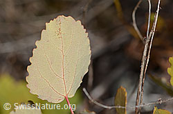 Zitterpappel (Populus tremula) (C355964)