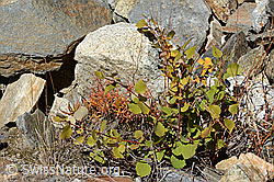 Zitterpappel (Populus tremula) (09.2025, C355967)