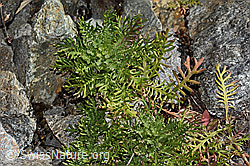 Moschus-Schafgarbe (Achillea erba-rotta ssp. moschata) (C355992)