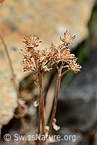 Moschus-Schafgarbe (Achillea erba-rotta ssp. moschata) (09.2025, C355997)