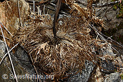 Blume (09.2025, C356039)