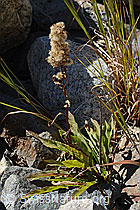 Alpen-Goldrute (Solidago virgaurea ssp. minuta) (09.2025, C356059)