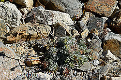 Graues Greiskraut (Senecio incanus) (09.2025, C356066)