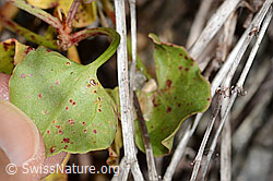Schildblättriger Ampfer (Rumex scutatus) (C356092)