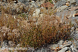 Schildblättriger Ampfer (Rumex scutatus) (C356098)