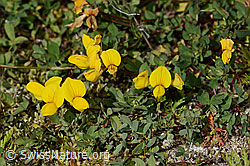 Alpen-Hornklee (Lotus alpinus) (C356113)
