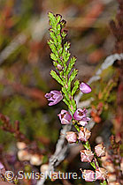 Besenheide (Calluna vulgaris) (09.2025, C356161)