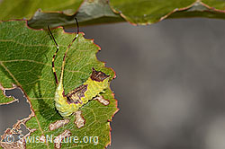 Espen-Gabelschwanz Raupe (Furcula bifida) auf Zitterpappel (Espe, Populus tremula)
