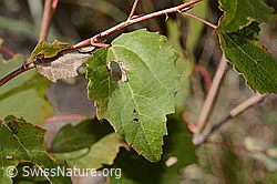 Foto: Zitterpappel (Populus tremula)