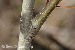 Foto: Zitterpappel (Populus tremula)