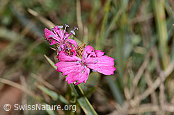 Gewöhnliche Kartäuser-Nelke (Dianthus carthusianorum) (C357334) Gewöhnliche Kartäuser-Nelke (Dianthus carthusianorum) (C357334)