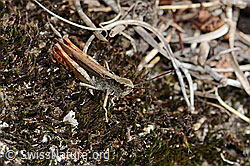 Verkannter Grashüpfer (Chorthippus mollis) (C357338) Verkannter Grashüpfer (Chorthippus mollis) (C357338)