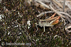 Verkannter Grashüpfer (Chorthippus mollis) (C357341) Verkannter Grashüpfer (Chorthippus mollis) (C357341)