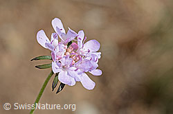 Gemeine Skabiose (Scabiosa columbaria) (C357350) Gemeine Skabiose (Scabiosa columbaria) (C357350)