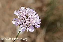 Gemeine Skabiose (Scabiosa columbaria) (C357351) Gemeine Skabiose (Scabiosa columbaria) (C357351)