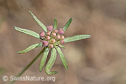 Gemeine Skabiose (Scabiosa columbaria) (C357352) Gemeine Skabiose (Scabiosa columbaria) (C357352)