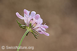 Gemeine Skabiose (Scabiosa columbaria) (C357353) Gemeine Skabiose (Scabiosa columbaria) (C357353)