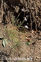 Gemeine Skabiose (Scabiosa columbaria) (C357356) Gemeine Skabiose (Scabiosa columbaria) (C357356)
