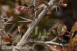 Gewöhnliche Berberitze (Berberis vulgaris) (C357420) Gewöhnliche Berberitze (Berberis vulgaris) (C357420)
