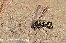 C357444: Eumenes subpomiformis (Töpferwespe)