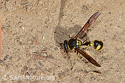 C357445: Eumenes subpomiformis (Töpferwespe)