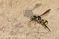 C357448: Eumenes subpomiformis (Töpferwespe)