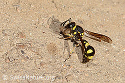 C357450: Eumenes subpomiformis (Töpferwespe)