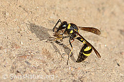 C357452: Eumenes subpomiformis (Töpferwespe)