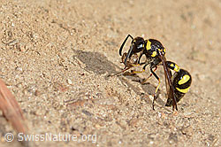 Neu in SwissNature.org: Eumenes subpomiformis (Töpferwespe)
