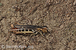 Verkannter Grashüpfer (Chorthippus mollis) (C357819) Verkannter Grashüpfer (Chorthippus mollis) (C357819)