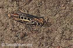 Verkannter Grashüpfer (Chorthippus mollis) (C357820) Verkannter Grashüpfer (Chorthippus mollis) (C357820)