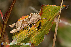 Neu in SwissNature.org: Achateule (Phlogophora meticulosa)