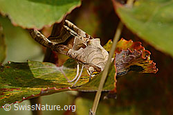 C357852: Achateule (Phlogophora meticulosa)