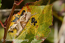 C357853: Achateule (Phlogophora meticulosa)