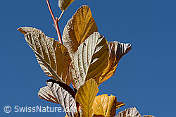 C357863: Echte Mehlbeere (Sorbus aria)