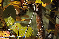 C357864: Echte Mehlbeere (Sorbus aria)